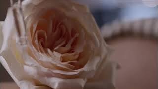 Lady ninja kasumi 2 i