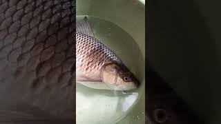 What does live cotton fish do?😱