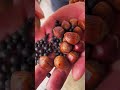 Fresh Roasted Jumbo Hazelnuts 🌰 Crispy & Delicious Snack