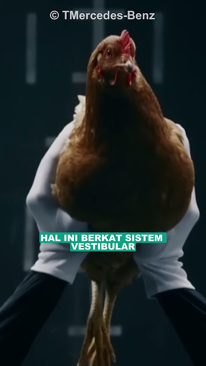 Kenapa Kepala Ayam Begitu Stabil #shorts