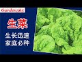 【生菜】生菜在冬天容易种吗？怎样种好生菜？