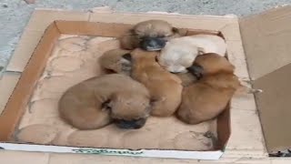 Left on the street as newborn puppies, they were weak and freezing cold
