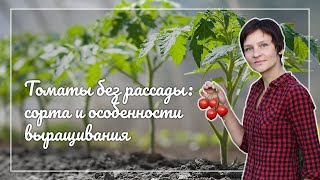 Безрассадный способ выращивания томатов - советует фермер