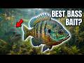 How to Catch Bass with Live Bluegill | Ultimate Guide