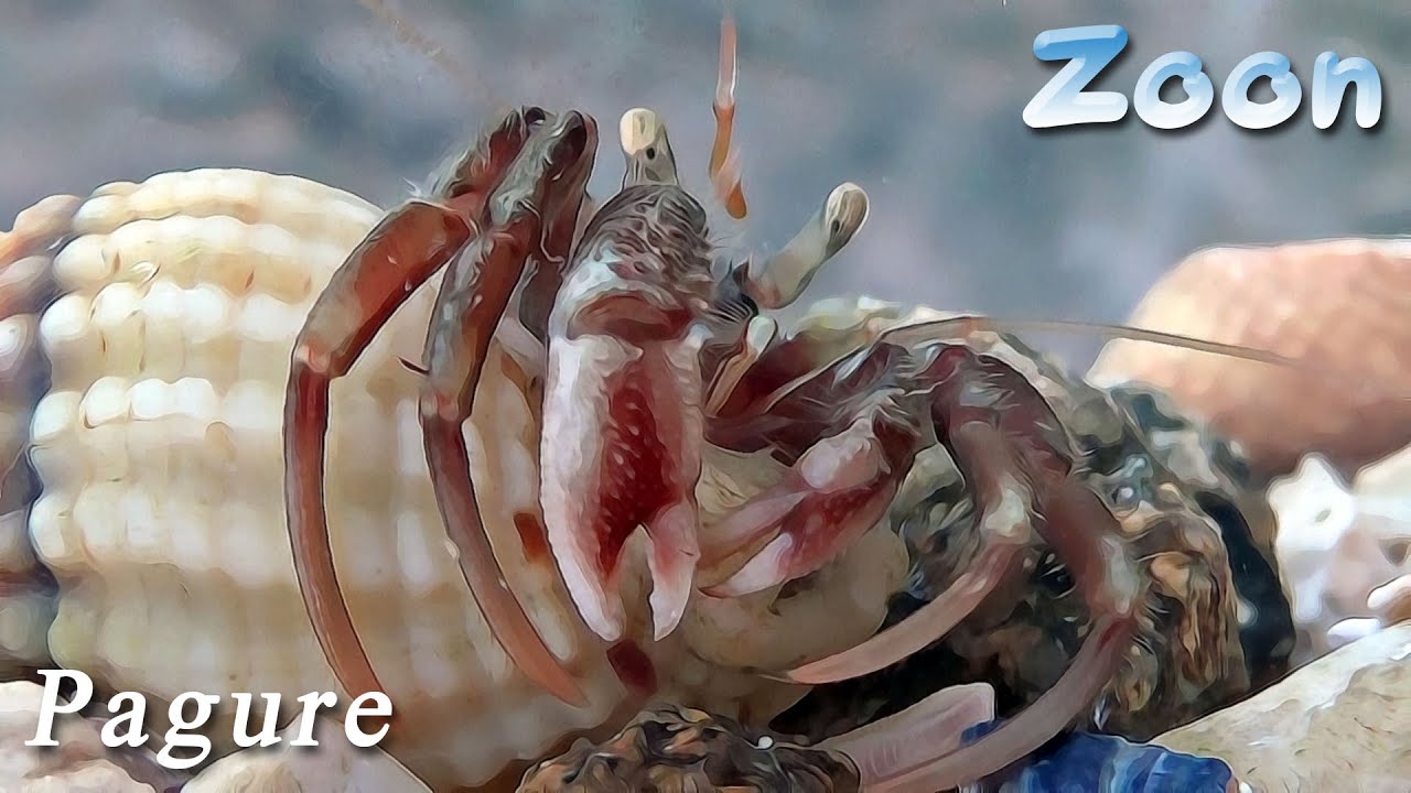 Le Bernardl'hermite Le Pagure commun the Common hermitcrab YouTube