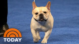 French Bulldog Stops By TODAY Fresh Off Win At National Dog Show
