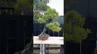 Classic Thumbergii Black Pine at Chinsho-en Master NAKANISHI's Garden - Kinashi - Kagawa Classic Thumbergii Black Pine at Chinsho-en Master NAKANISHI's Garden - Kinashi - Kagawa