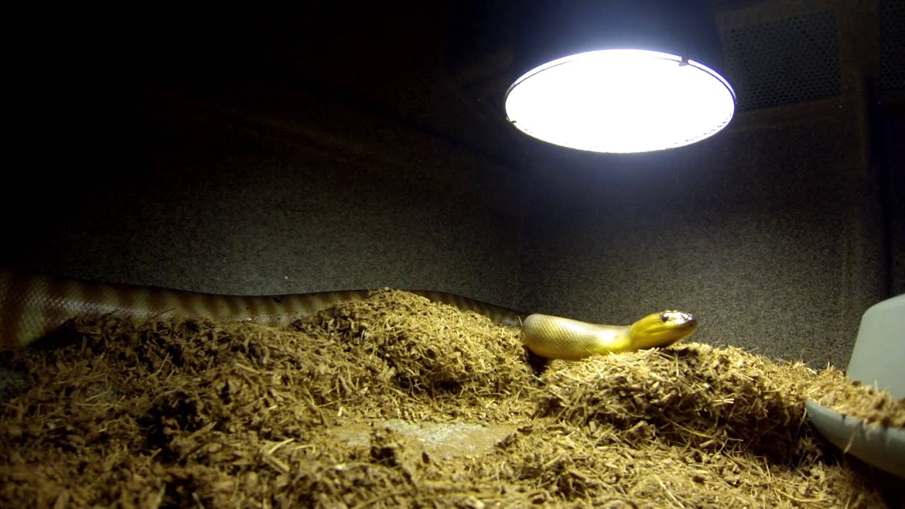 WOMA PYTHON - YouTube