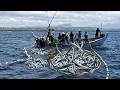 Massive Needlefish Catch with Traditional Nets | Epic Fishing You Must See