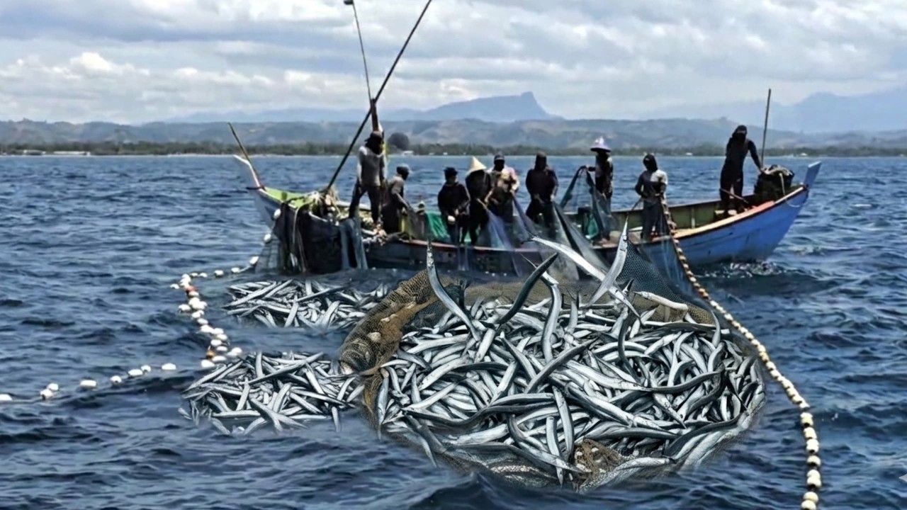 Massive Needlefish Catch with Traditional Nets | Epic Fishing You Must See