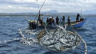 Massive Needlefish Catch with Traditional Nets | Epic Fishing You Must See