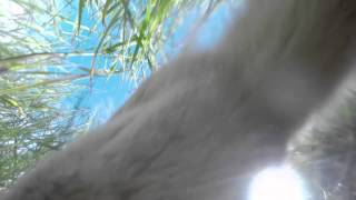 Fox Steals GoPro   Pesky Animal Thief