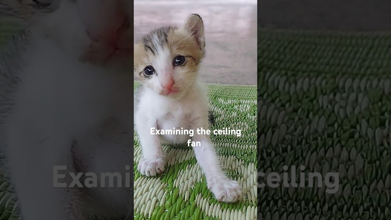 His First Shake Off 😍 🐈 