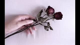 Selalu Ada Kami - Danielo Siregar (1208624081)