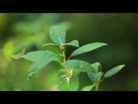 Видео: Summersweet ургамал - Clethra Alnifolia арчилгааны зөвлөмжүүд