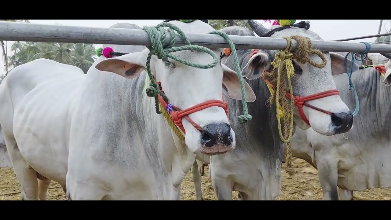 ചട്ടിപ്പറമ്പ് കാലിച്ചന്തയിലെ ഇന്നത്തെ വിശേഷങ്ങൾ | Chattiparamba Cattle Market Today