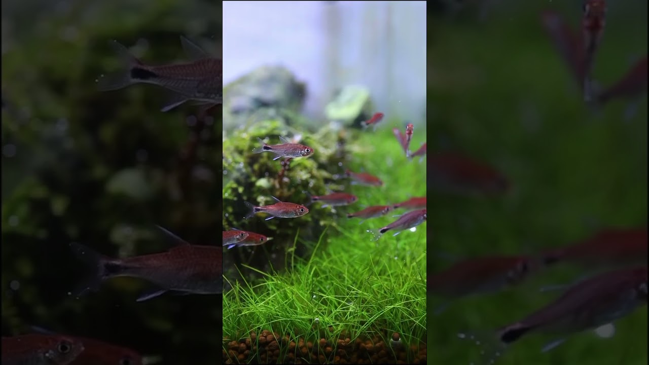 Adding Ruby Tetras to the Yama Sogen Iwagumi 