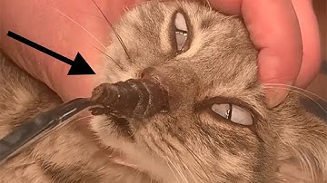 Botfly removed from tiny kitten meowing for help