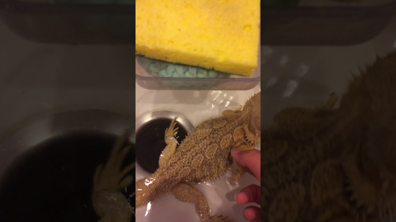 How to get a bearded dragon that's bloated to poop! YouTube