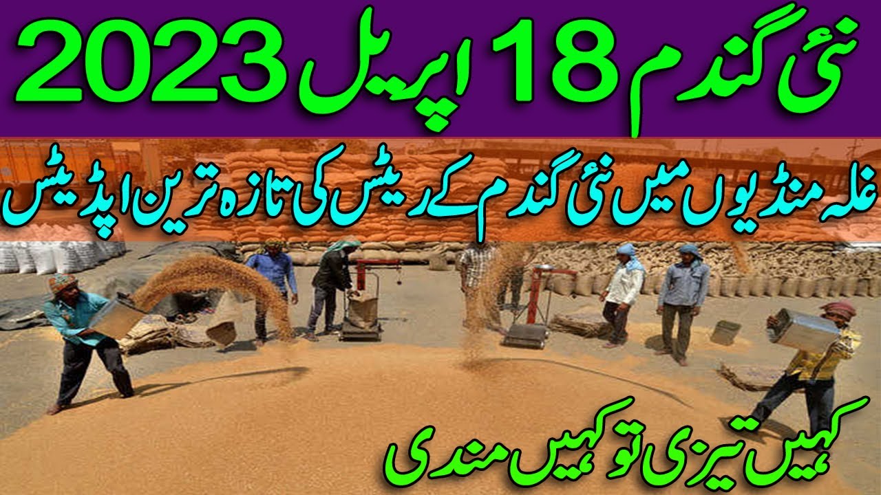 Wheat Price In Pakistan 2023 Gundam Ka Rate Today Punjab Sindh wheat-price-in-pakistan-2023-gundam-ka-rate-today-punjab-sindh