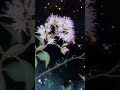 Most Beautiful flowering Blooming at Night #flowertypes #viralvideo @MondalArtAndHobby #love