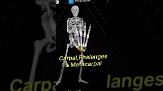 İnsan Anatomisi Dans Ederken Iskelet Sistemi Kemiklerimiz Humerus Skapula Tibia..
