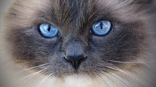 10 Pros and Cons of Owning a Ragdoll Cat! 🏡✨