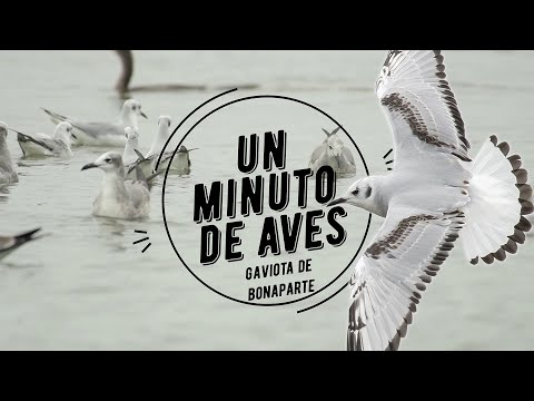Un Minuto de Aves #159 Gaviota de Bonaparte
