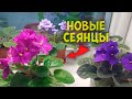 Моя домашняя коллекция ФИАЛОК. Новые сорта фиалок из моей коллекции