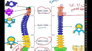 ملخص الحصة ..مقدمة الدعامة في الانسان وبداية العمود الفقري.