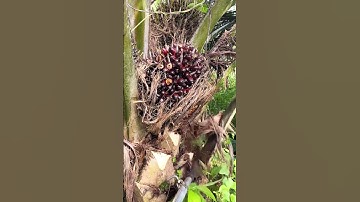 palm oil harvesting sharp and satisfying #asmr #satisfying #harvest
