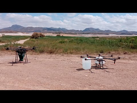 Así le planta cara Mazarrón al mosquito tigre