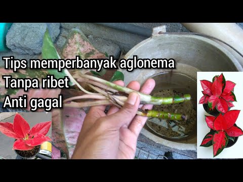 cara-memperbanyak-aglonema-cukup-pakai-air-dan-ember,serta-perawatan-yang-kurang-cocok