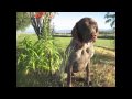 Aspen Dog Boarding Cottonwood Ranch And Kennel Aspen Dog Boarding Cottonwood Ranch And Kennel