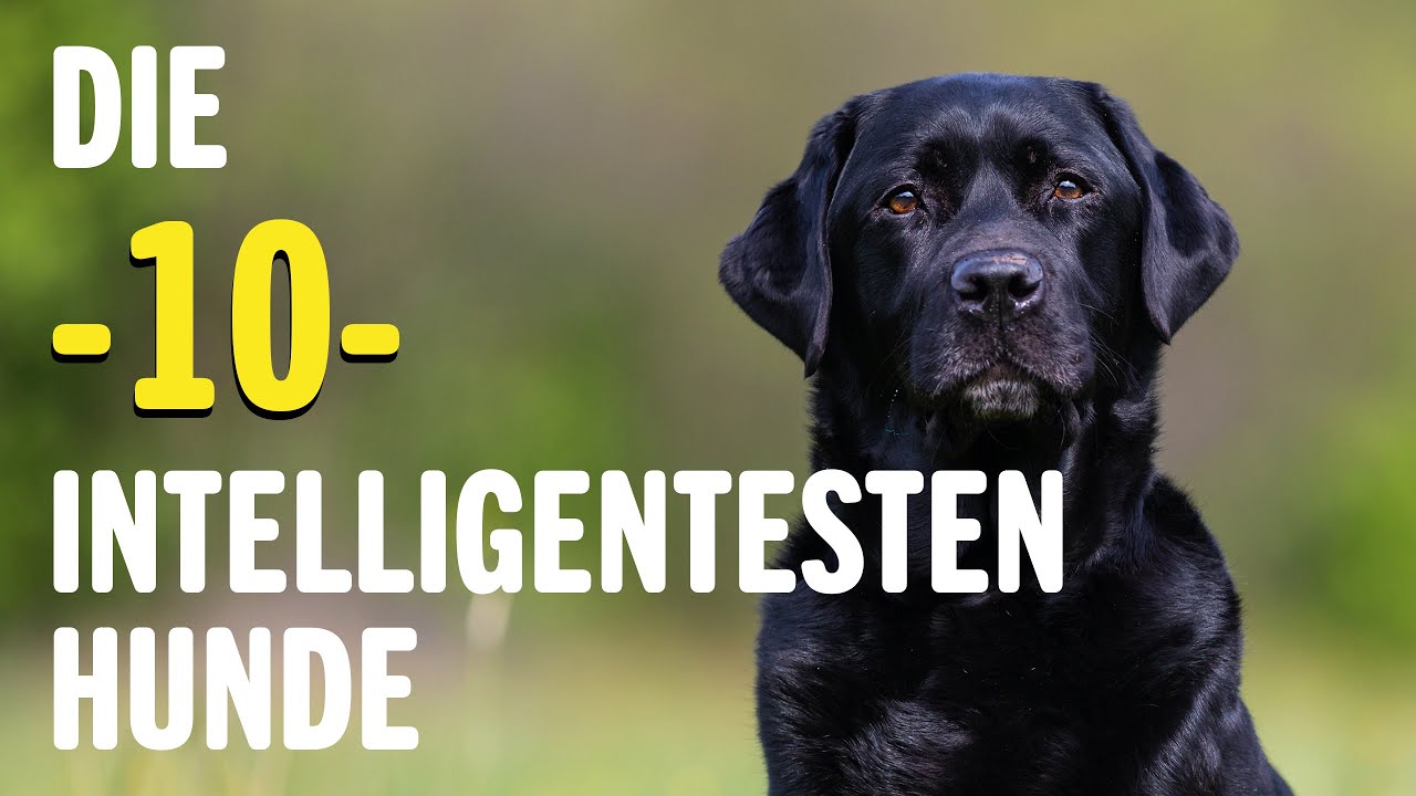 Labrador | Information für Kinder | Anna und die Haustiere