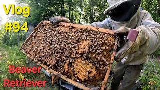 Bees, Beavers & Backwoods Adventures | Ditching the Driveway, Pumpkin Patch & Deer Roast: Vlog 94