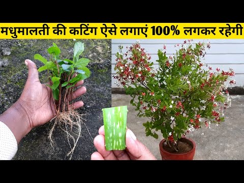       growing rangoon creeper from branch cutting  madhumalti growing tip