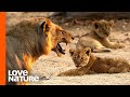 MK Pride Lion Cubs Go Missing After Nomads Invasion | Love Nature