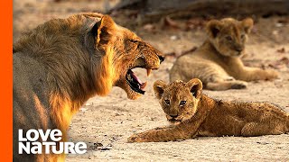 MK Pride Lion Cubs Go Missing After Nomads Invasion | Love Nature