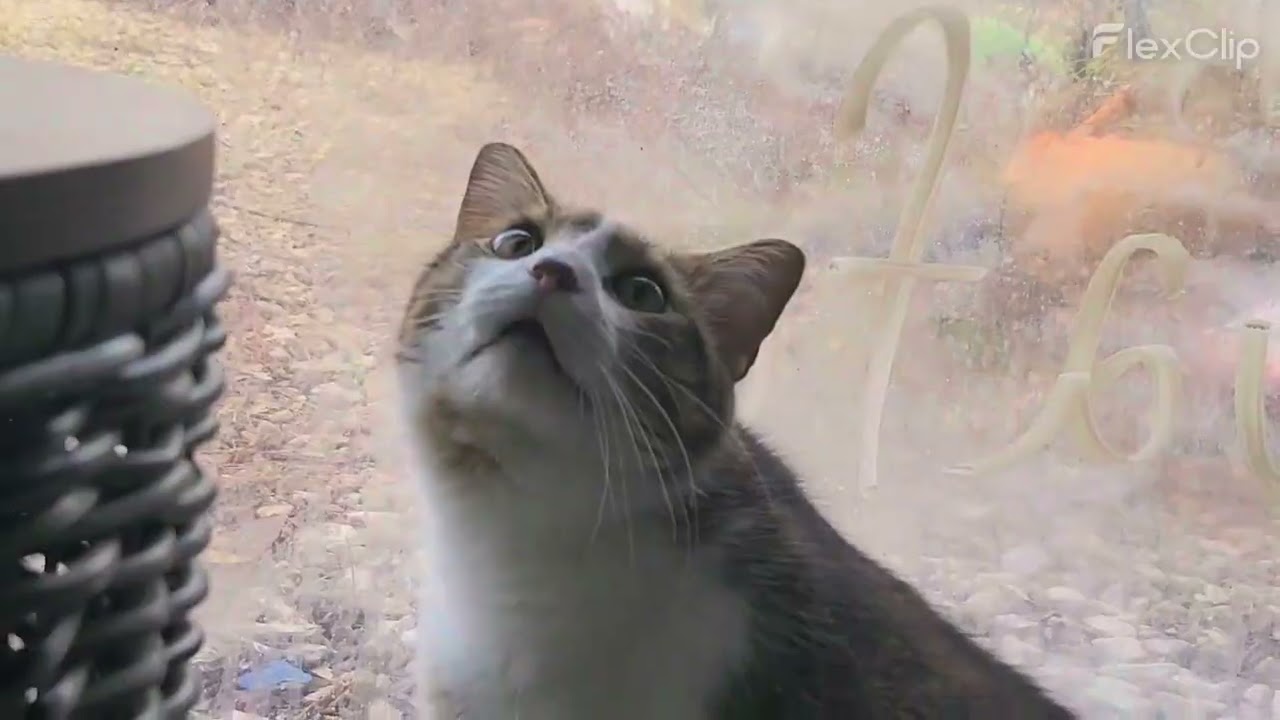 "Serenading May," May listens to Heather's version of Rick Springfield's classic “Don’t Walk Away."