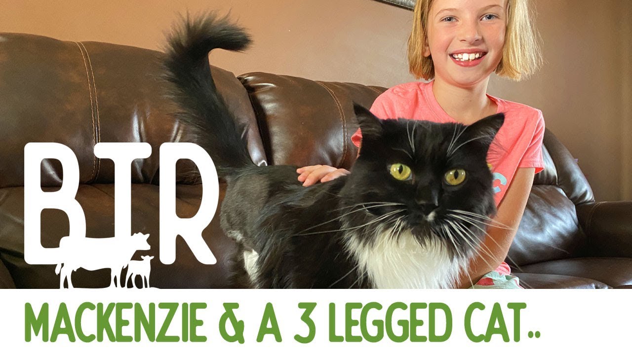 Mackenzie & A 3 Legged Cat.... Weekly Round-Up 