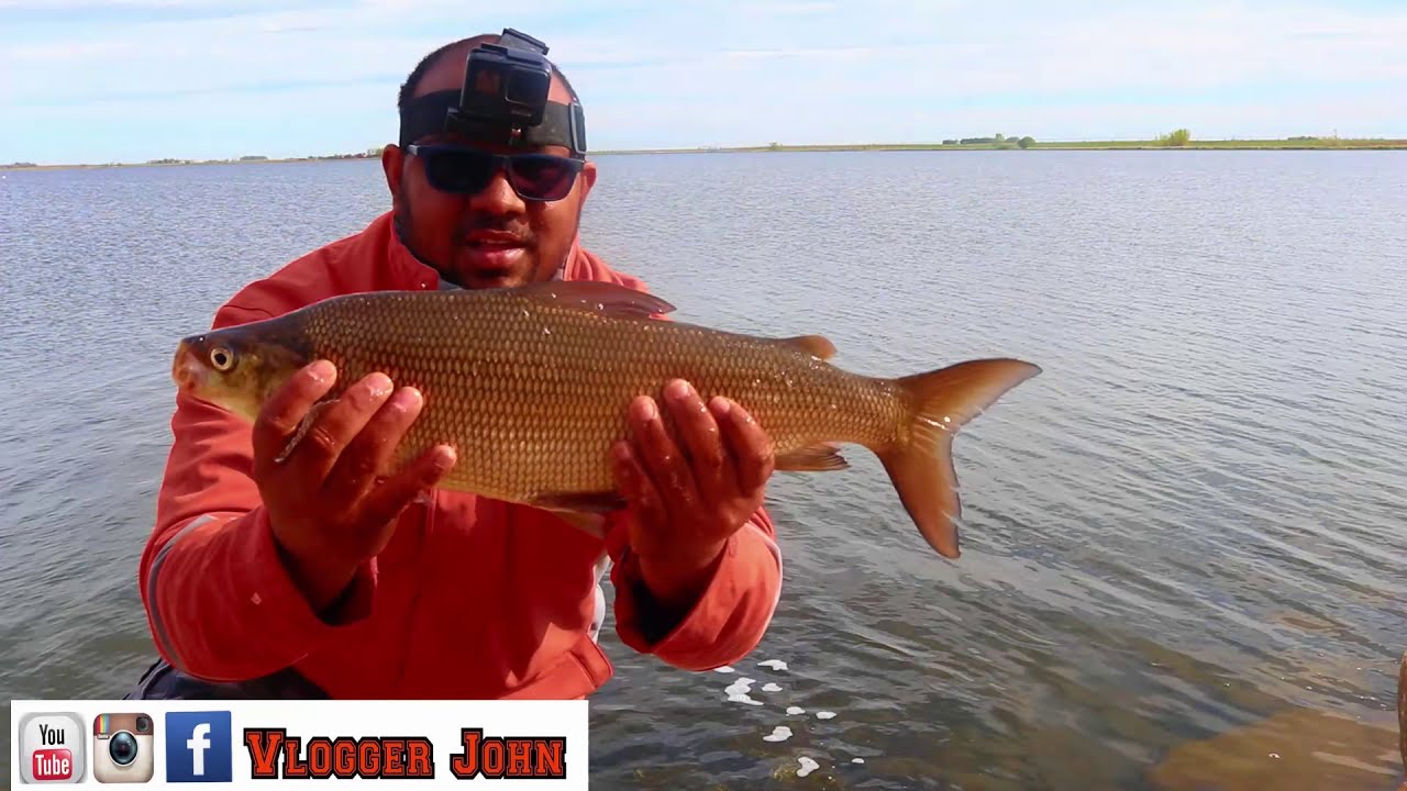 How to catch whitefish Nonstop whitefish action YouTube