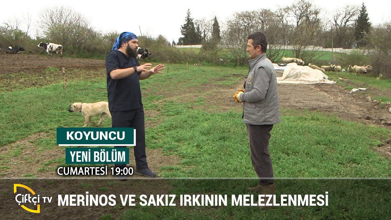 Merinos ve Sakız Irkının Melezlenmesi - KOYUNCU #küçükbaş #hayvancılık #besici