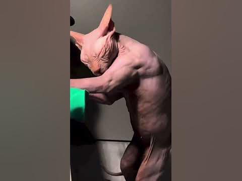 Мускулистая кошка
