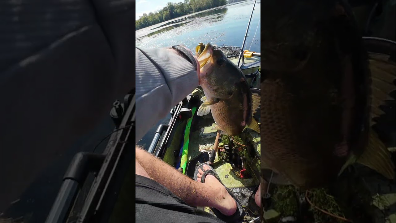 Power Punching Setup: 7'5" Heavy Fenwick World Class Rod 