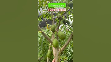 Cây cóc thái siêu quả, ra quả quanh năm, hái không kíp tay. Nhà vườn có cung cấp cây giống cây cóc