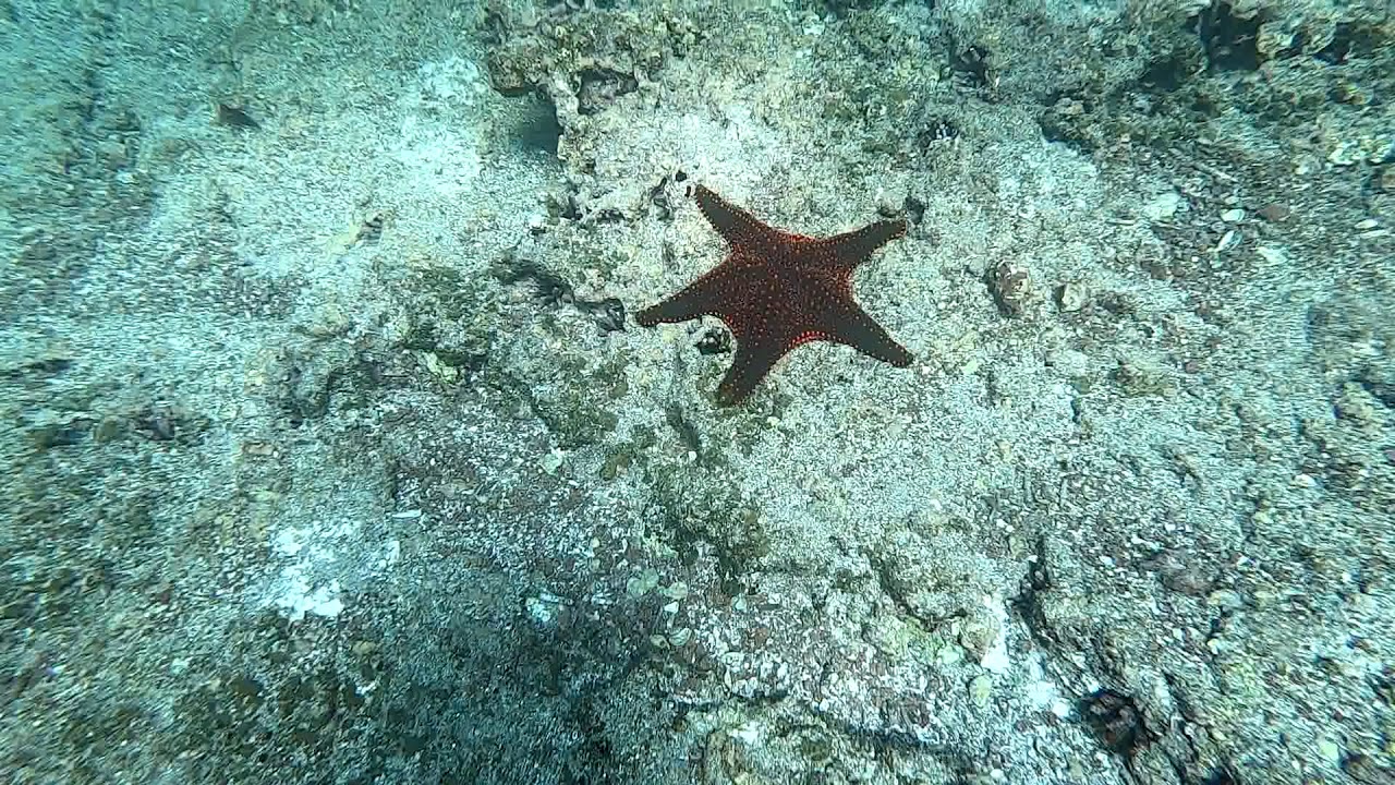 Galapagos Rabida Island
