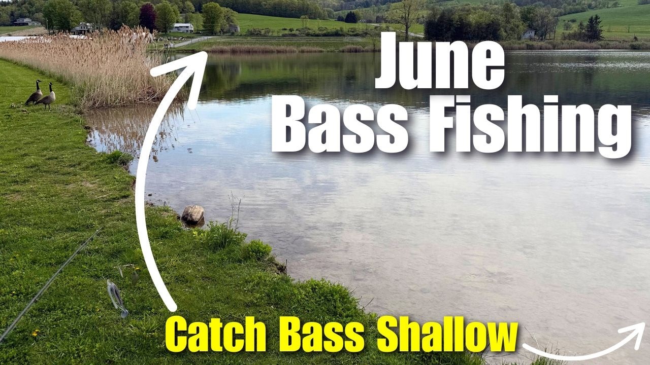 Catch Shallow Bass In June: Best Bank Fishing Baits for June Bass Fishing