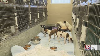 Florence Animal Control Takes Over County Animal Problem | June 15, 2023 | News 19 at 5 p.m.