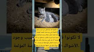 لا تكونوا قد تتساءلون عن سبب وجود الأشواك في وجه هذه القصة المؤلمة  اليمن العبري ترند العظماء سمعها